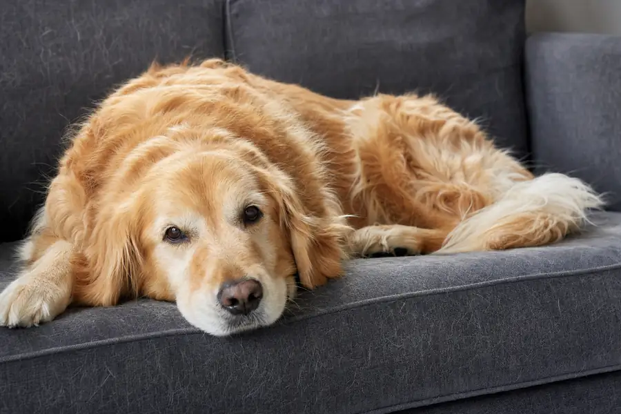 Golden retriever lying on a gray fabric couch dusted with visible pet hair